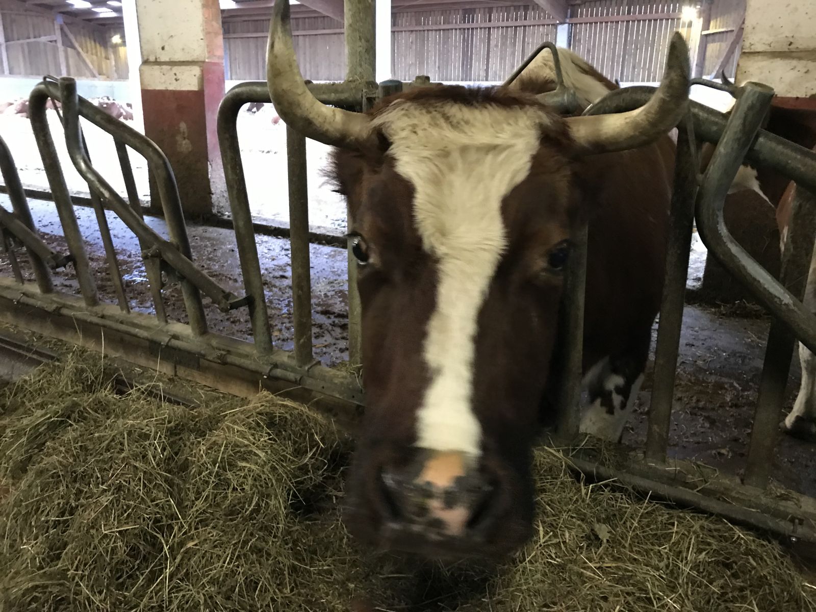 Closeup of a dairy cow eating hay by bierwirm via iStock